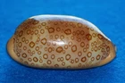 Cypraea Argus Rariocellata