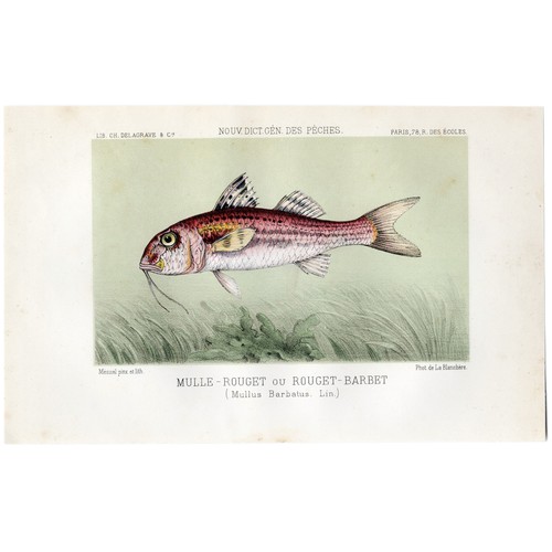 1868 Pêche et Poissons (Fish) Hand Painted Stone Chromo-Lithograph, RED MULLET - Picture 4 of 5