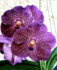 NEW HYBRID  V fantastic fanfare x V Tessalatta  Blue Fragrant Orchids Seedling