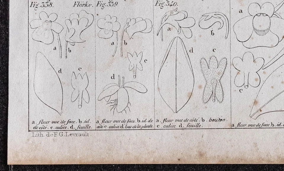 1834 - Fleurs Véronique - Gravure ancienne de botanique - Grassette commune - Photo 4/4