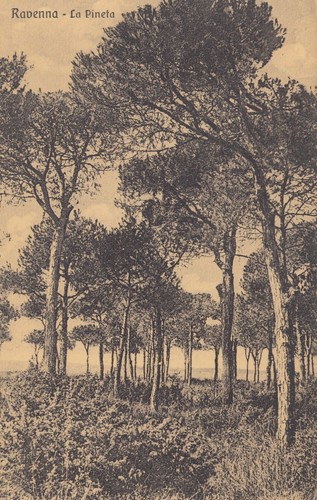 CARTOLINA *11 RAVENNA EMILIA ROMAGNA LA PINETA STORIA MEMORIA NON VIAGGIATA