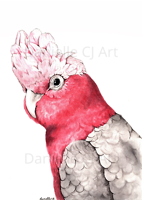 Australian Pink Galah Bird Watercolour Decor Art Print Poster A4 B1 Framed 