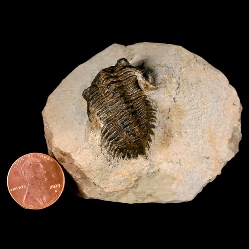 1.3" Metacanthina Issoumourensis Trilobite Fossil Devonian Age 400 Mil Yrs Old - Picture 3 of 9