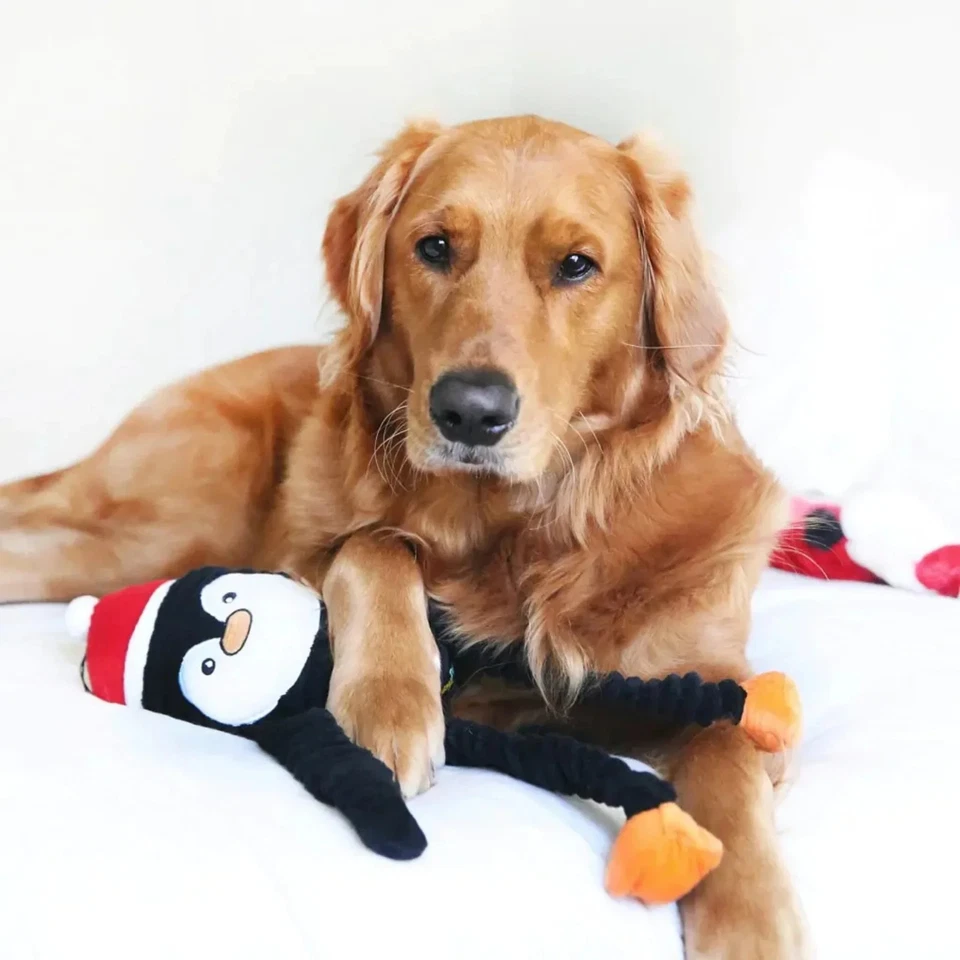 Holiday Penguin with Santa Hat Crinkle Squeaky Plush Dog Toy Christmas Zippy Paw - Image 2 of 2
