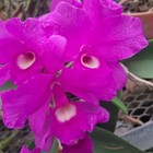 Division Cattleya skinnerii ‘Olompali Orchids’ - top quality cultivar
