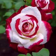 Red  White Bi-Color Rose Seeds   20 Seeds   Non-GMO Heirloom Variety for Garden
