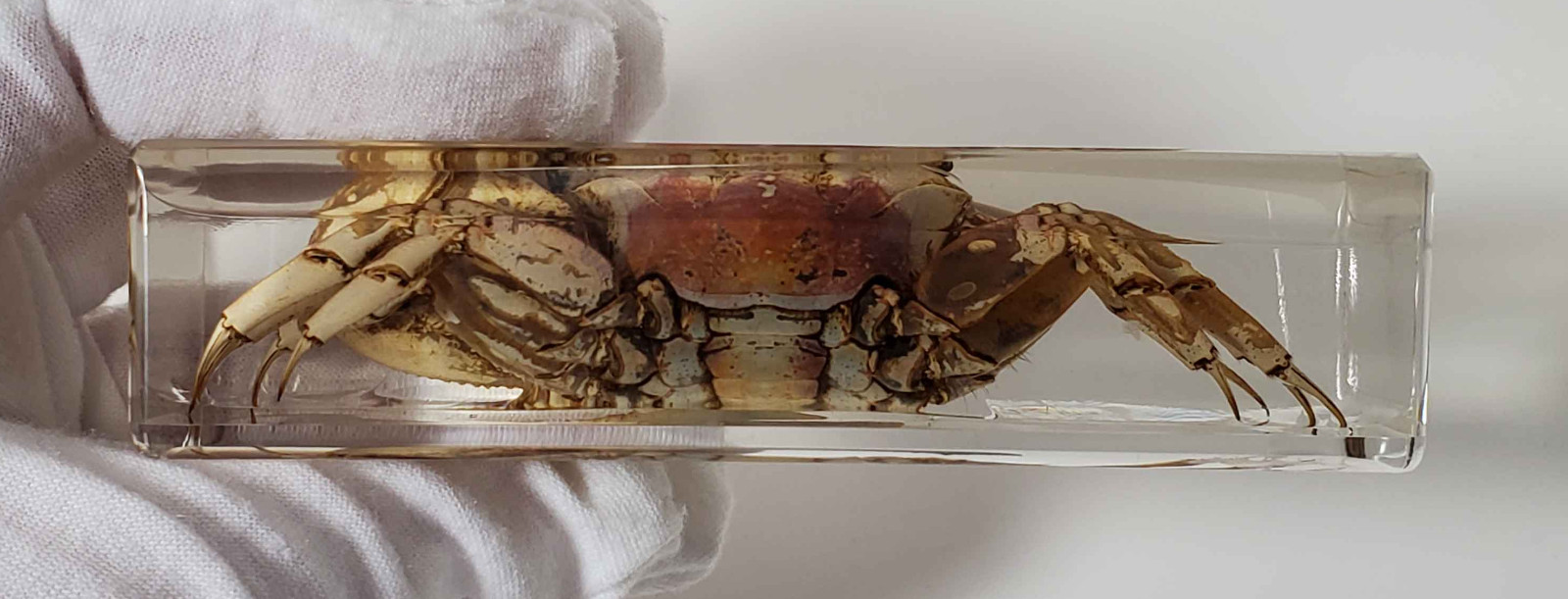 Fiddler Crab Specimen in Resin, EXACT ITEM PICTURED, Real Specimen Paperweight
