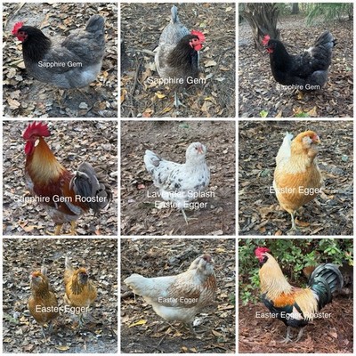Hatching Eggs Assortment 6+ Easter Eggers Sapphire Gem Fertile Hatching Eggs