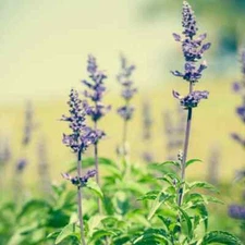 The Perfect Patchouli Fragrance Oil for candle/soap making Free Shipping