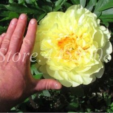 20 SEEDS for Yellow PEONIES rare flowering blossom exotic plant bush USA Seller