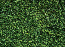 7X5Ft Green Leaves Backdrop Greenery Backdrop Natural Green Lawn Party Photograp