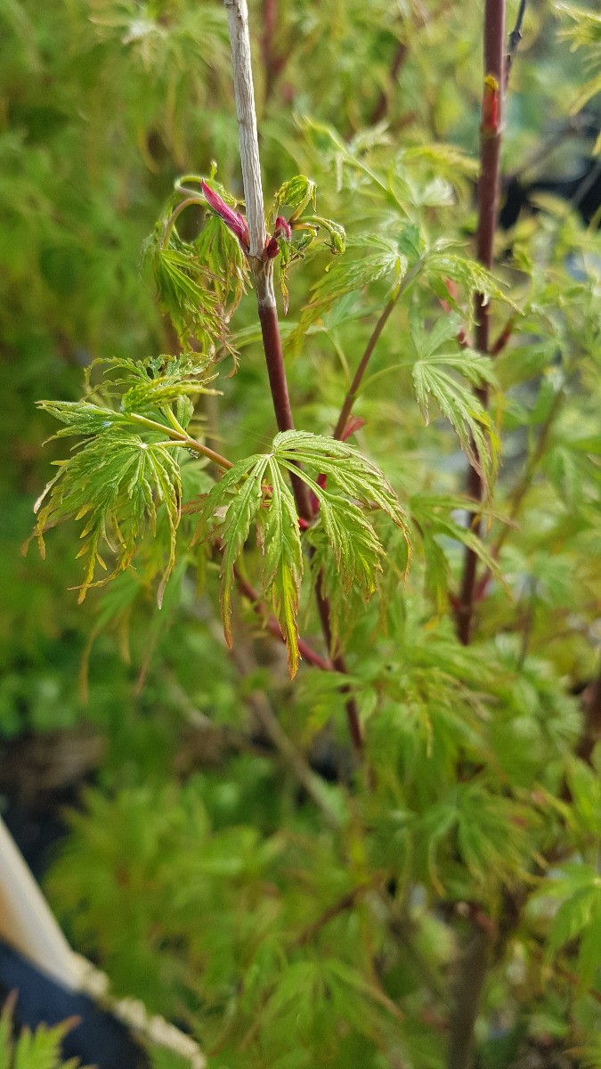 Acer palmatum Seiryu arbuste résistant au soleil pour terrasse ombragée