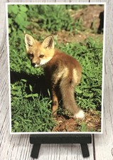 Red Fox Kit North American Wildlife Postcard