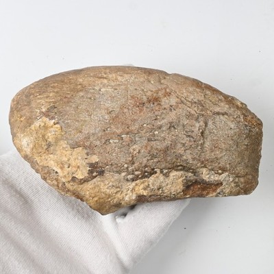12.9cm Dinosaur Claw Bothriospondylus Fossil Sauropod Lapparentosaurus