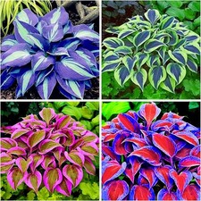 150 Hosta Seeds Heart-Shaped Hosta Bare Roots - Rich Foliage, Low Maintenance,.