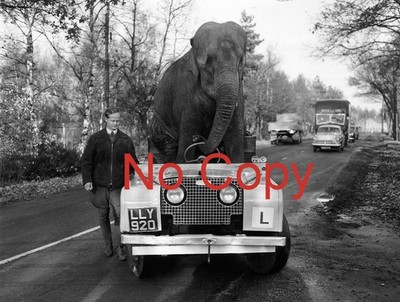 LAND ROVER MIT EINEM ''ELEFANTEN AM STEUER'' UM 1960 .............. FOTO (18x24 CM)