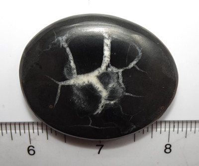 Healing Shield - Septaria Palmstone Morocco sc1066
