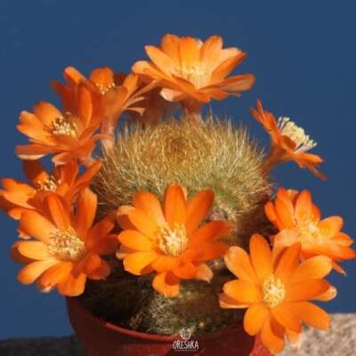 Sukkulente Kaktus Rebutia archibuininiana L-404 10 Stück Samen, Kakteensamen
