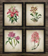 Orchids Print Set of 4, Vintage Botanical Wall Art, Wild Orchid Plants Decor