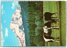 Horses Grazing with Mountain in Background