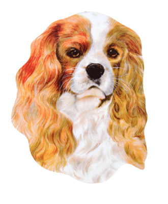 King Charles Spaniel Magnet - King Charles Spaniels - Spaniel Magnete D11J