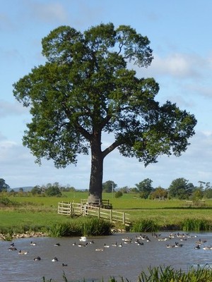 Photo 6x4 Tree beside Croome River Dunstall Common  c2017