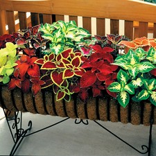 FLOWER COLEUS WIZARD MIX  70 FINEST SEEDS  STUNNING FOLIAGE