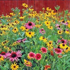 2001+POLLINATOR MIX Seeds 17 Native Wildflowers Annual Perennial Garden Easy