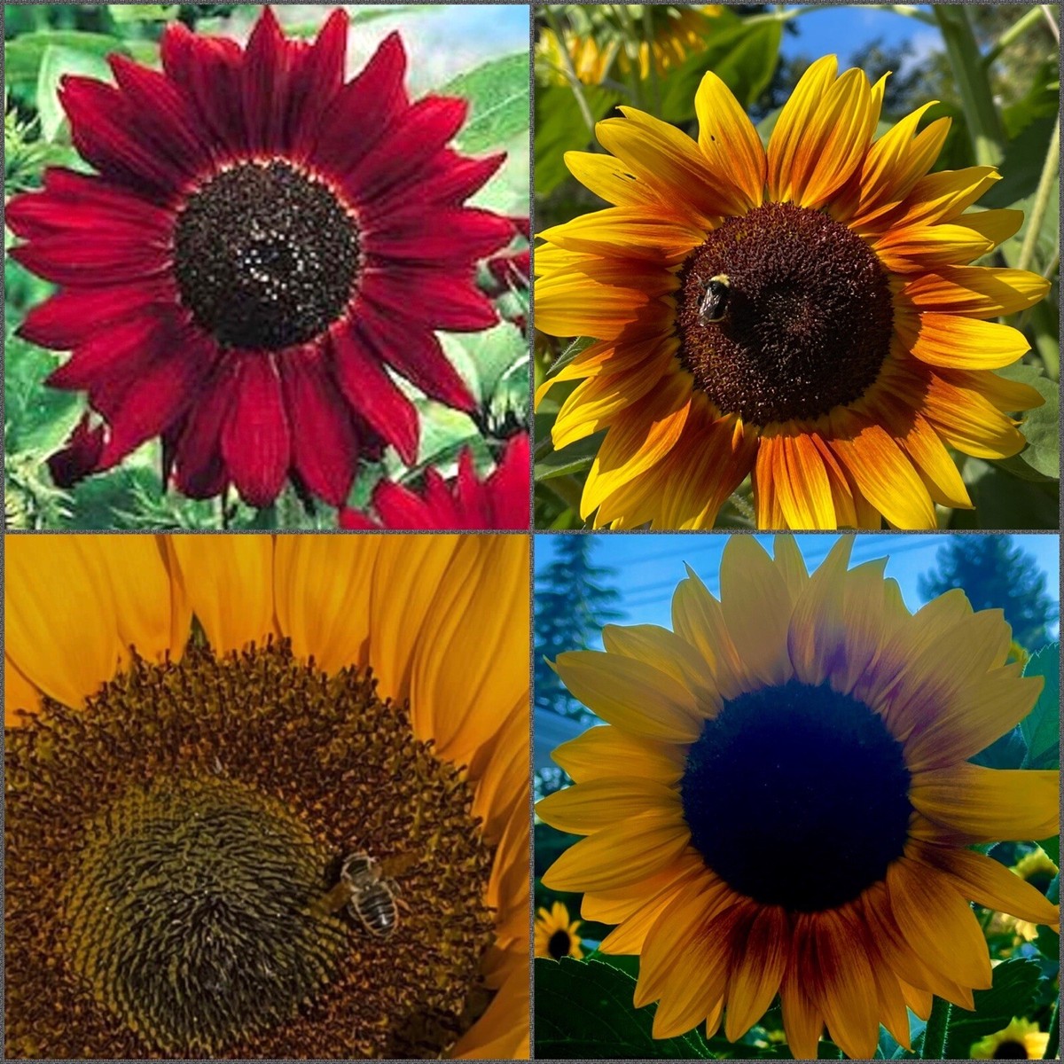sunflower-love  Sunflower Love 🌻
