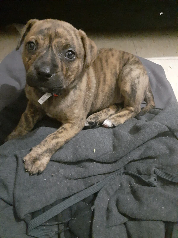 Unfortunately She Needs Rehoming Dogs Puppies Gumtree Australia Perth City Area Perth 1254714666