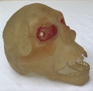 Skull-translucent-1970-039-s-retro-squishy-vinyl-Halloween-decor-toy-skeleton-head