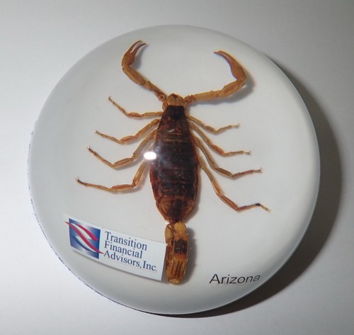 Golden Scorpion 95 mm Dome Paperweight on White Bottom Arizona Label and Logo - 第 10/10 張圖片
