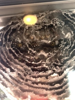 Hornet Paper Bee Hive or Nest