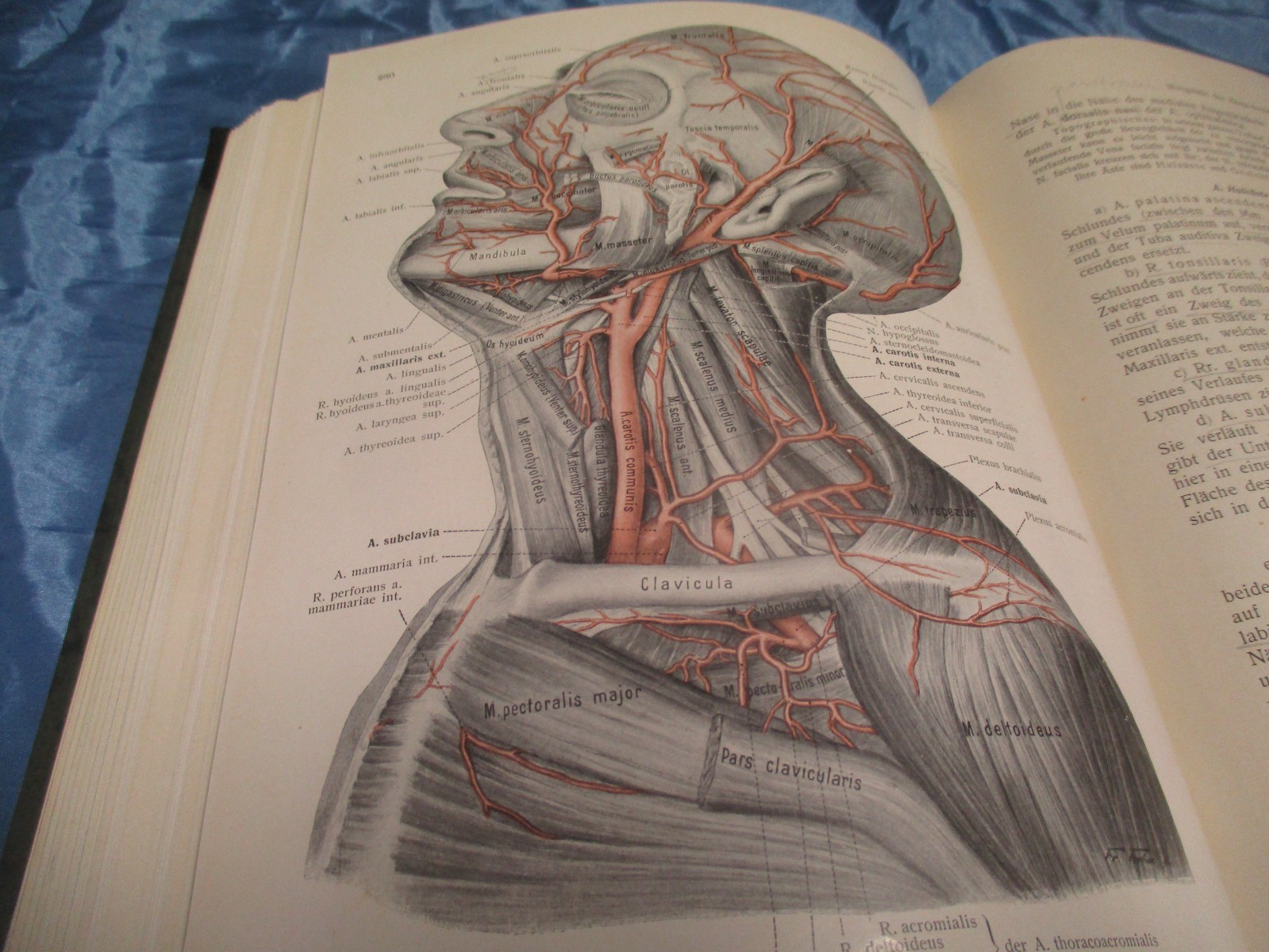Rauber / Kopsch , Lehrbuch der Anatomie von 1911 , Muskeln , Gefässe , Antik