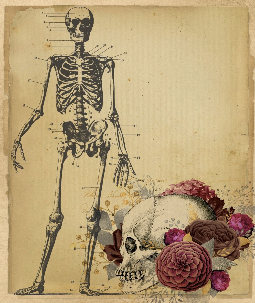 Vintage Skull Print Medical Skeleton Bones Art Antique