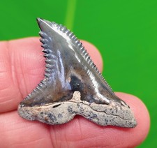 1.53” Hemipristis Shark Tooth - Bone Valley Snaggle Tooth
