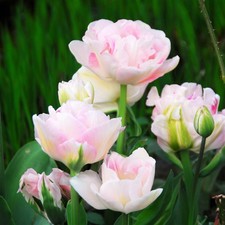 Tulip Angelique 10 Flower Bulbs - Spring Blooms, Zones 3-8,