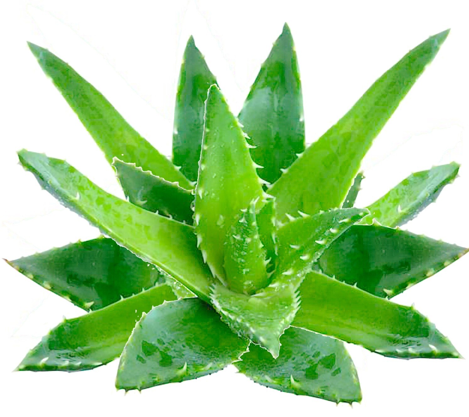 Aloe Vera Kapseln (aloe vera) - 100 % ohne Füllstoffe