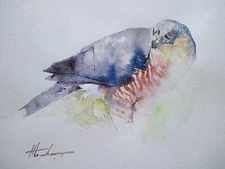 Sparrowhawk, Birds, Watercolor artwork, Handmade, Original painting on paper