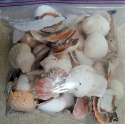 2lbs + Shells Bivalves Arts - Crafts - Home Decor - Weddings-Vase Fillers AN222