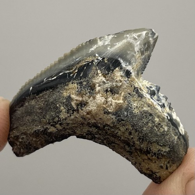 #ad #ad Monster Sized Tiger Shark Tooth Fossil Rare Lightning Patterns 1.2” Shark Teeth $31.98