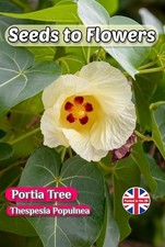 PORTIA TREE - THESPESIA POPULNEA - LARGE FLOWERS -  12 BEST QUALITY SEEDS