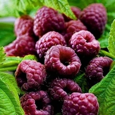 1 - PURPLE ROYALTY - Live Raspberry Plant - All Natural Grown - SPRING SHIPPING