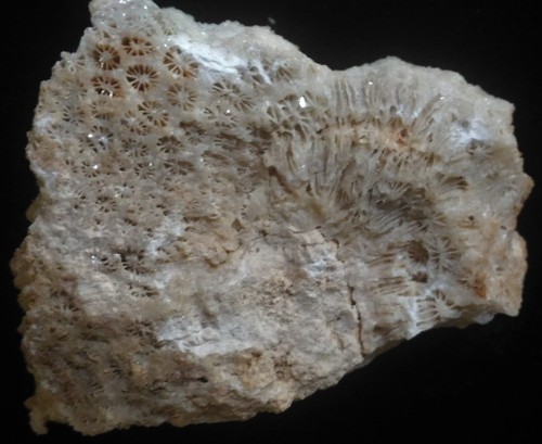 FÓSIL DE CORAL (CA61/98) NUEVO DESCUBRIMIENTO Bohol, Filipinas - Imagen 5 de 6