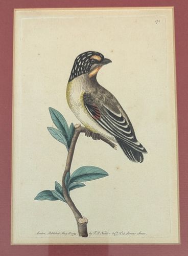 1794 COPPER PLATE ENGRAVING OF STRIPE HEADED MANAKIN BY F. P. NODDER FRAMED - Picture 2 of 9