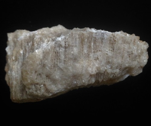 FÓSIL DE CORAL (CA61/98) NUEVO DESCUBRIMIENTO Bohol, Filipinas - Imagen 4 de 6