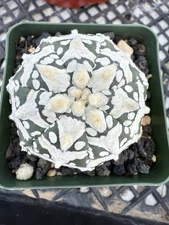 Astrophytum asterias Super Kabuto V Type  Cool Pattern! 3 1/4” Pot