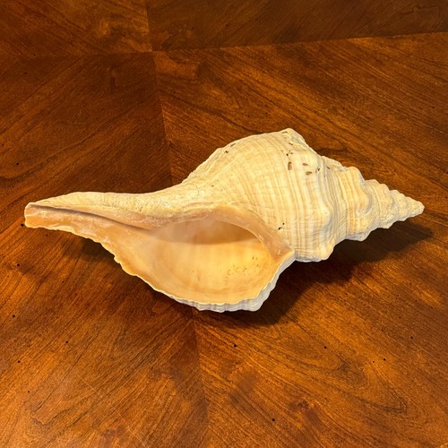 12" Large Horse Conch Shell Barnacle from Florida Natural Vintage Aquarium Decor - Picture 3 of 16