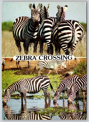 Postcard Zebra Crossing Burchell's Zebra Kenya Equus quagga burchellii