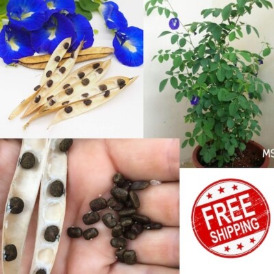 fennel seeds for planting Ferry-Morse Organic Fennel Seeds 625 Milligram(s)